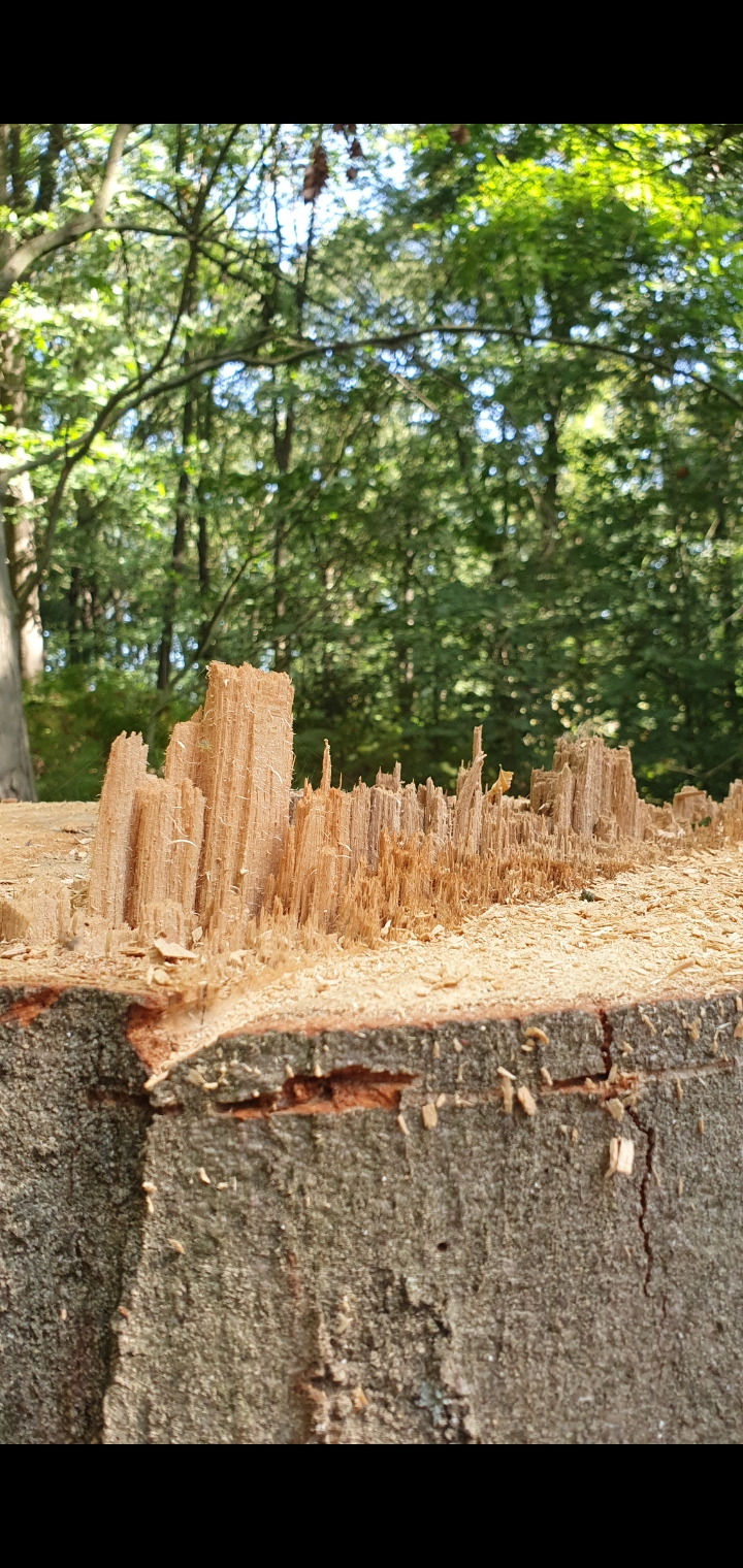 Forest cityscape