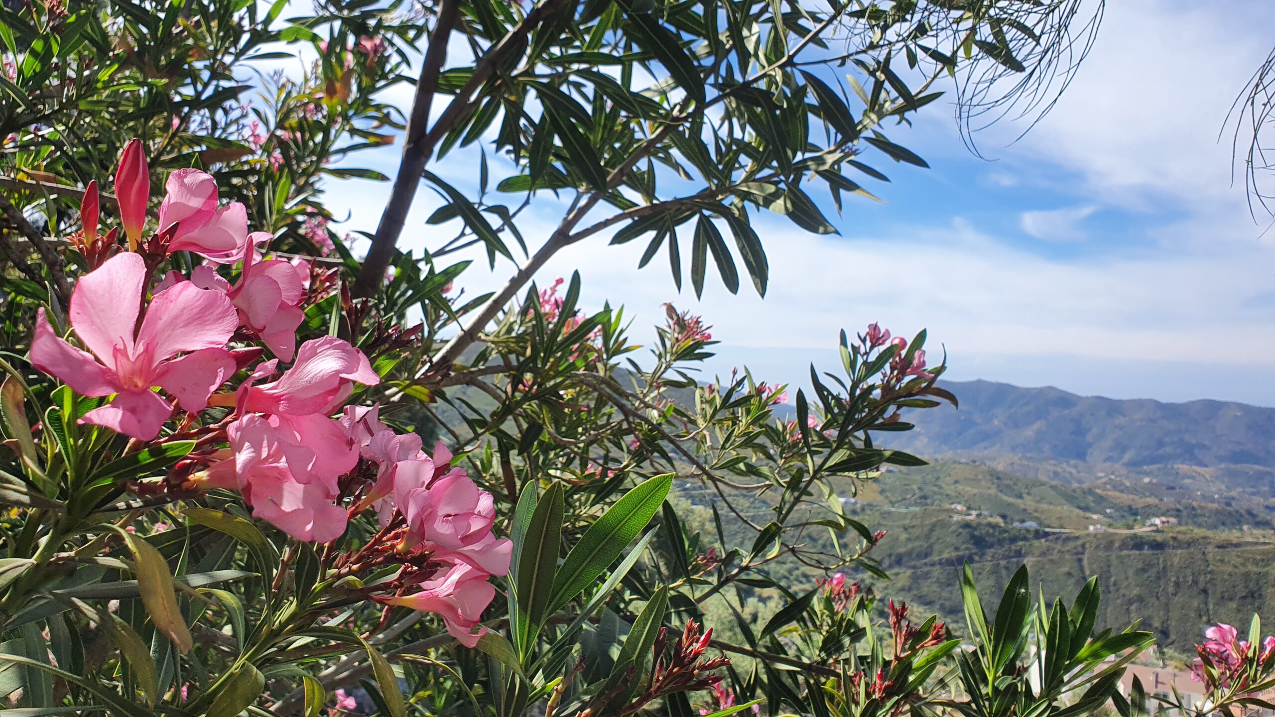 Fleurige hoogtes in Canillas de Aceituno
